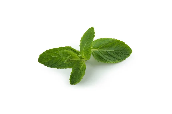 Menta Verde Fresca Aislada Sobre Fondo Blanco — Foto de Stock