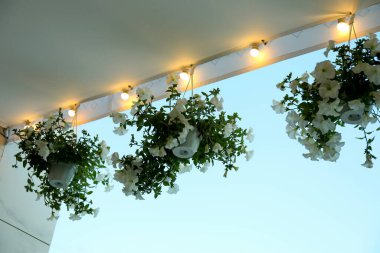 Restoran içi: Çiçekli saksılar