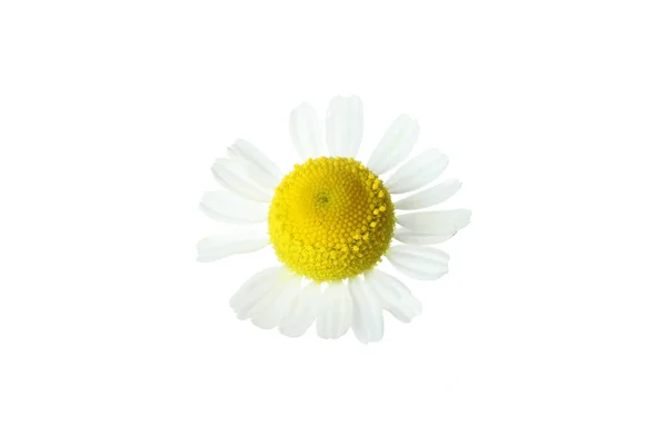 Beautiful Chamomile Flower Isolated White Background — Stock Photo, Image