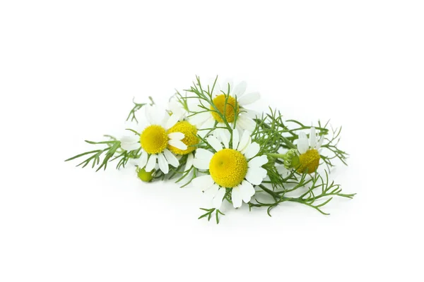 Piękne Kwiaty Rumianku Izolowane Białym Tle — Zdjęcie stockowe