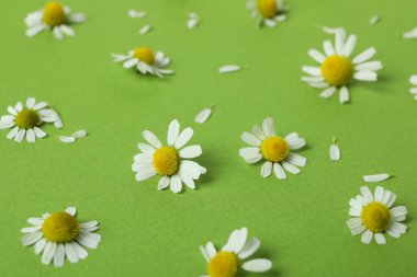 Yeşil arka planda güzel papatya çiçekleri ve taç yaprakları