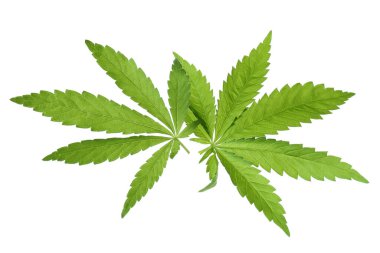 Beyaz arkaplanda yeşil kenevir yaprakları izole