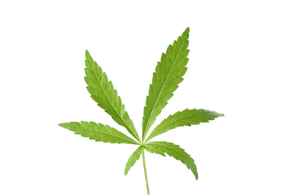 Folha Cannabis Verde Isolada Fundo Branco — Fotografia de Stock