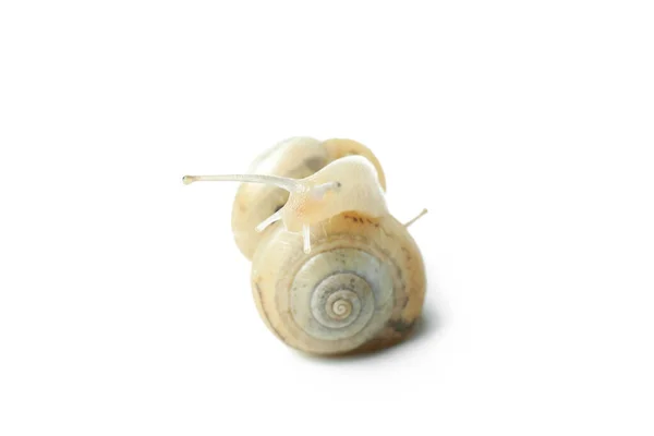 Snails Shell Isolated White Background — Stock Photo, Image