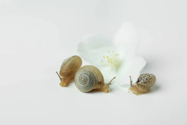 Escargots Avec Coquille Fleur Sur Fond Blanc — Photo