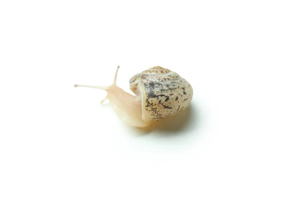 Escargot Avec Coquille Isolée Sur Fond Blanc — Photo