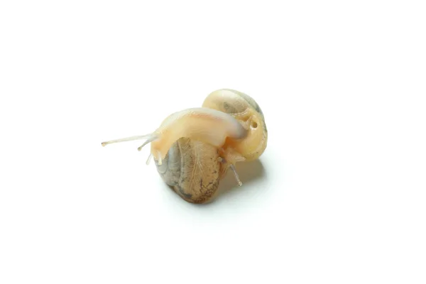 Escargots Avec Coquille Isolée Sur Fond Blanc — Photo
