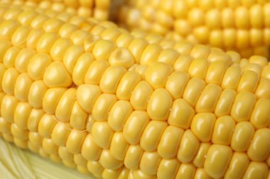 Tüm arka planda taze çiğ mısır, kapatın.