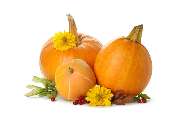 Thanksgiving Day Pumpkins Isolated White Background — Stock Photo, Image