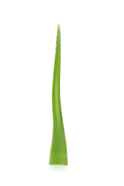 Folha Aloe Vera Isolada Sobre Fundo Branco — Fotografia de Stock