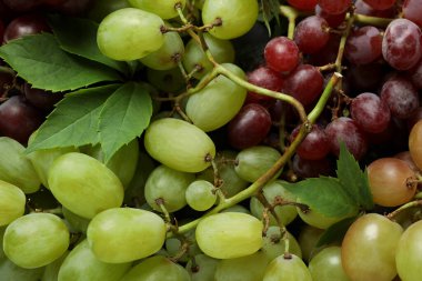 Yapraklı kırmızı ve yeşil üzüm, yaklaş.