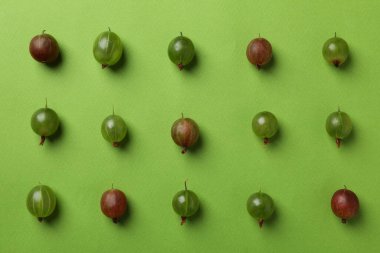 Yeşil arka planda bektaşi üzümlü düz uzanıyordu