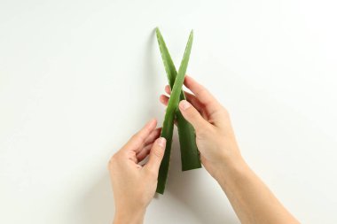 Kadın elleri beyaz arka planda aloe yapraklarını tutar