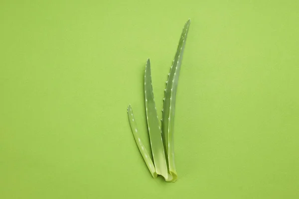 Tres Hojas Aloe Vera Sobre Fondo Verde —  Fotos de Stock