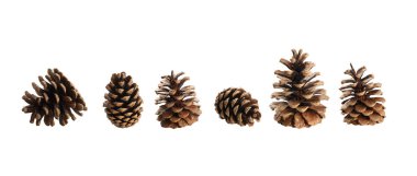 Çam kozalakları tatil sanatı için dizilmiş, beyaz, PNG