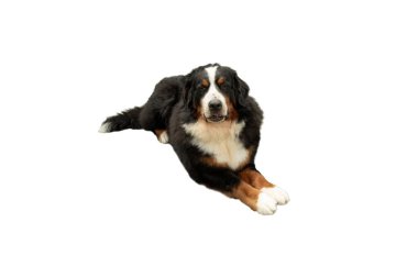 Bernese dağ köpeği beyaz, izole, PNG