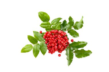 Kırmızı böğürtlen ve yeşil yapraklar bayram neşesini yayar, beyaza, PNG 'ye