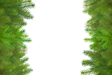 Taze yeşil çam dalları neşeli bir sınır oluşturur, izole edilmiş, PNG