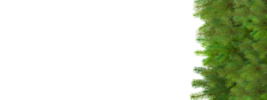 Yeşil ağaç dalları tatil dekorasyonu için hazır, izole, PNG