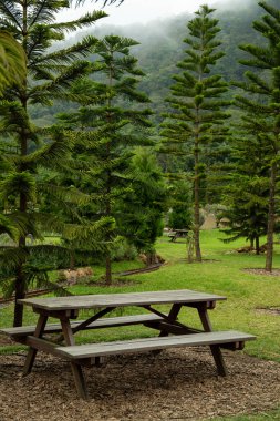 Tahta piknik masası, yüksek ağaçlı yeşil bir ortamda.