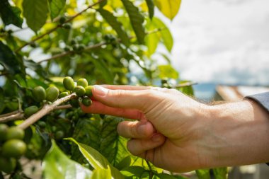 Daldaki olgunlaşmamış kahve kirazlarını incelemek için uzanan eller.