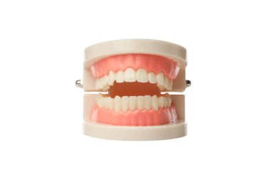 Sıralı bir diş modeli gösteriliyor, izole edilmiş, PNG