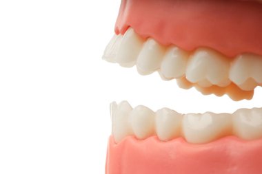 Öğretmek için gerçekçi bir dişçi modeli, izole edilmiş, PNG