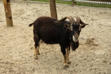 Kavisli boynuzları olan kara keçi kumlu bir muhafazada duruyor.