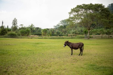 Ağaçlarla çevrili yeşil bir arazide duran siyah eşek.