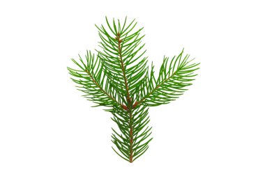 Yeşil Noel ağacı dalı tatil dekorasyonu için mükemmel, beyaz, PNG