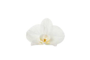 Sarı merkezli beyaz çiçek açar, beyaz üzerine izole edilmiş, PNG