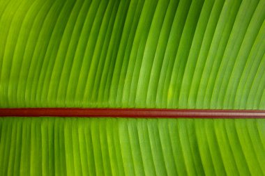 Dokusunu ve damarlarını gösteren büyük yeşil yaprağın yakın görüntüsü