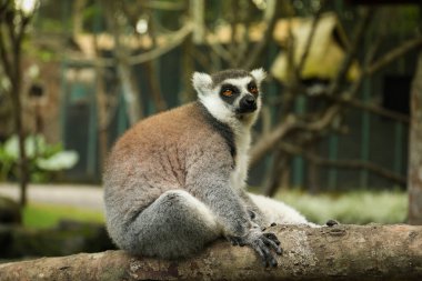 Bir lemur bahçe ortamının tadını çıkarır.