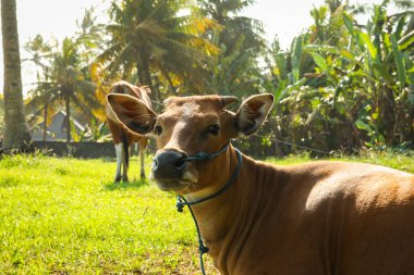 İnekler palmiye ağaçlarıyla çevrili yeşil bir alanda otlarlar.
