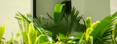 Bali 'de güneş ışığı altında yeşil bitkiler bir pencerenin etrafını sarar