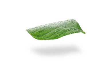 Güneş ışığında su damlacıkları olan yeşil yaprak, izole edilmiş, PNG