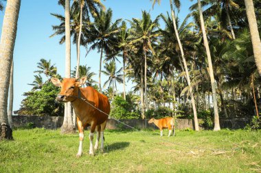 İnekler Bali 'de uzun palmiye ağaçlarının altında ot yiyorlar.