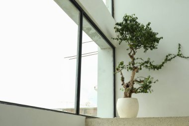 Bali 'de büyük bir pencerede bir bitki duruyor.