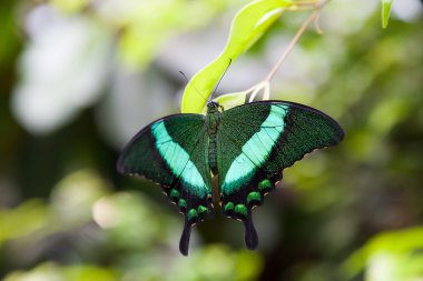 Yeşil yaprak üzerinde dinlenme yeşil swallowtail kelebek
