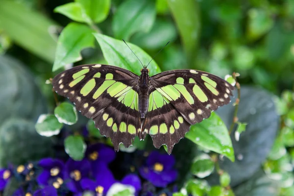 Borboleta de malaquita nas folhas verdes , — Fotografia de Stock