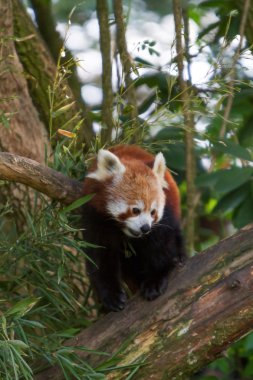 Red Panda (Ailurus fulgens) clipart