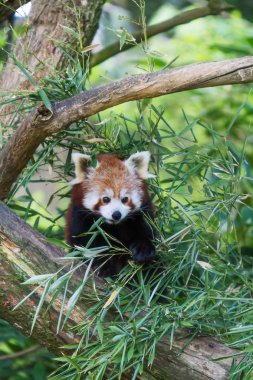 Red Panda (Ailurus fulgens)