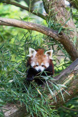Red Panda (Ailurus fulgens)