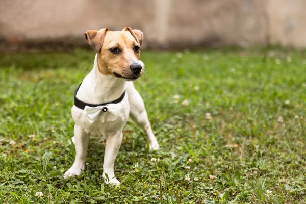 Jack Russell terrier cachorro de pie en la hierba — Foto de Stock