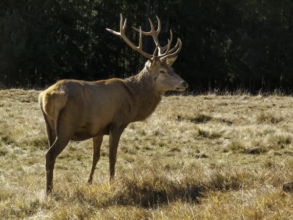 Selvagem, adulto dominante Cervus elaphus Veado vermelho macho — Fotografia de Stock