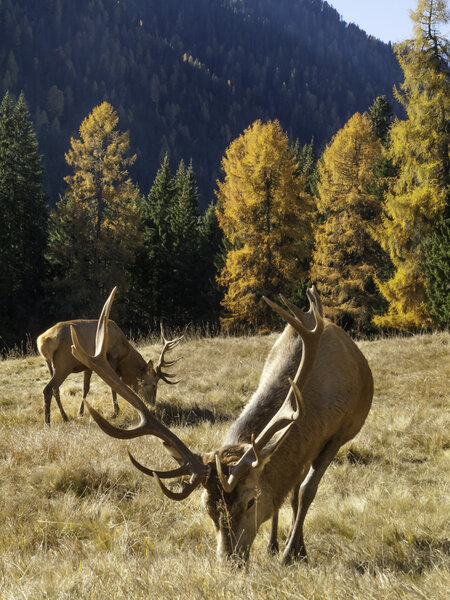 Дикий, взрослый доминантный Cervus elaphus
