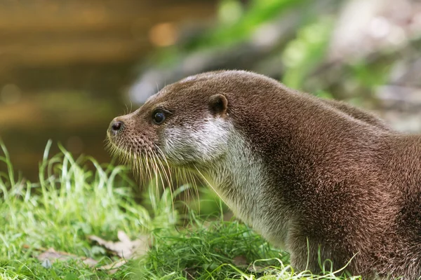 Europese Otter op gras — Stockfoto