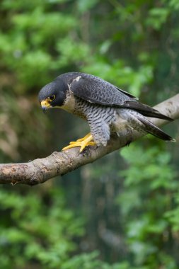 Peregrine Falcon falco peregrinus tünemiş şube