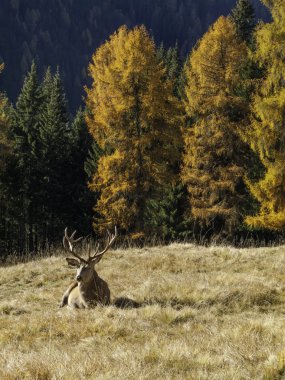 Vahşi, Yetişkin baskın Cervus elaphus kırmızı geyik erkek