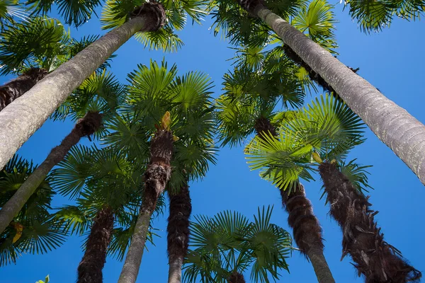 Zelený tropický palmový strom Mauricius 20 srpen 2015 — Stock fotografie